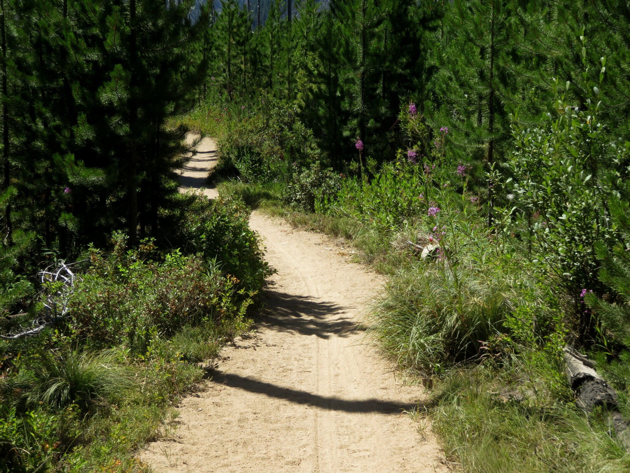 2020LoonLake-220.jpg