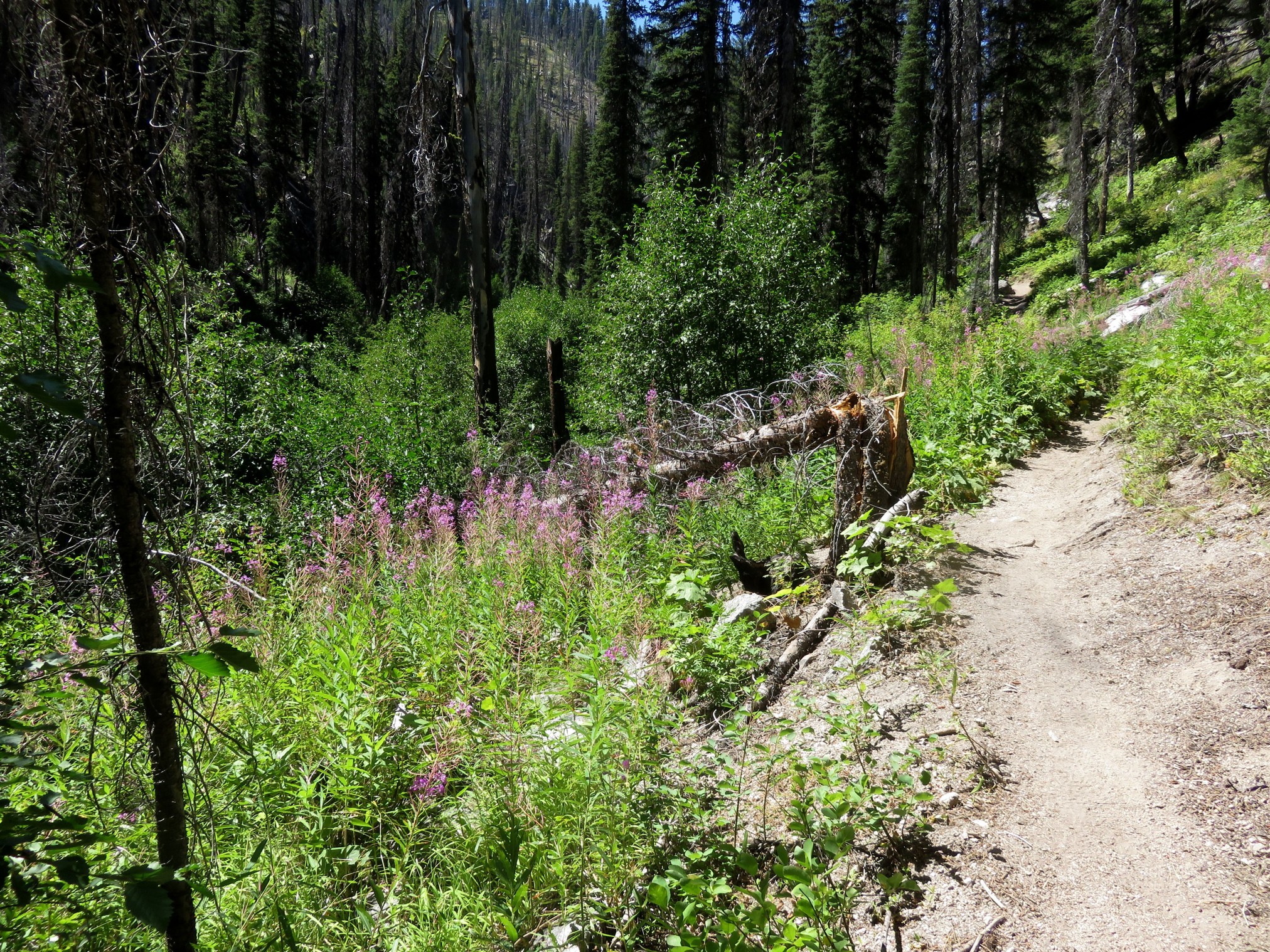 2020LoonLake-770.jpg